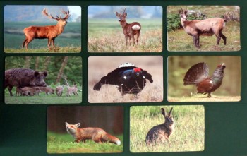 Tischset Untersetzer Wildmotiv "Auerhahn"