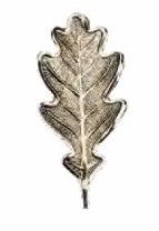 Schweres massives Keilerwaffendeckblatt