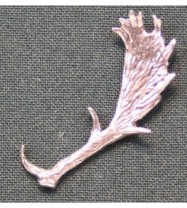 A64 fallow antler A64 fallow antler