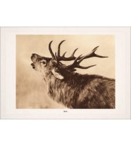 Der Hirsch Der Hirsch