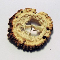 Hirschrose Motiv Armbrust