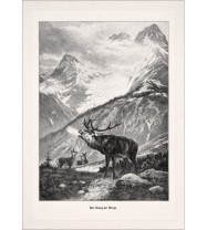 Koenig Berge