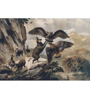 Adler gegen Gemse