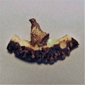 Hirschrose Motiv Birkhahn