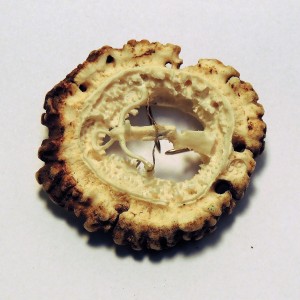 Hirschrose Motiv Armbrust