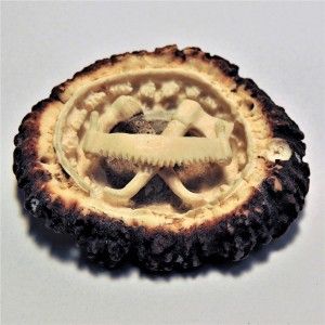 Hirschrose Motiv Holzknecht