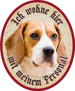 Beagle Hund 10 +