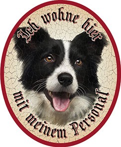 Border Collie Hund 13 +