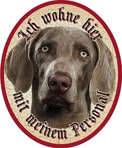 Hund 53 Weimaraner +