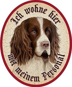 Hund 2 engl. Springer Spaniel +