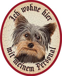 Hund 6 Yorkshire Terrier +