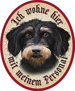 Hund 8 Rauhaardackel +