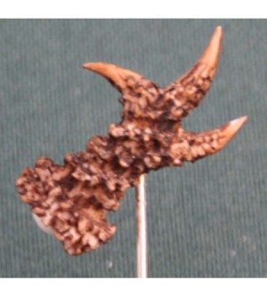 HUTANSTECKER REHKRICKERL