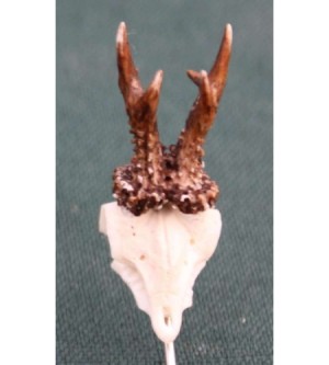 HUTANSTECKER REHTROPHÄE