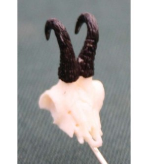 HUTANSTECKER GAMSTROPHÄE