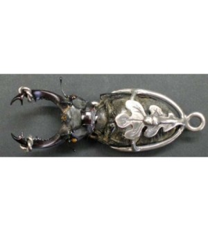 CHARIVARI HIRSCHKÄFER