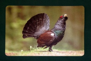 Tischset Untersetzer Wildmotiv "Auerhahn"