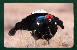 Tischset Untersetzer Wildmotiv "Birkhahn"