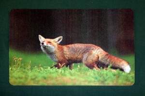 Tischset Untersetzer Wildmotiv "Fuchs"