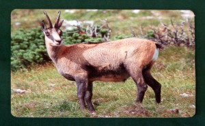 Tischset Untersetzer Wildmotiv "Gams"