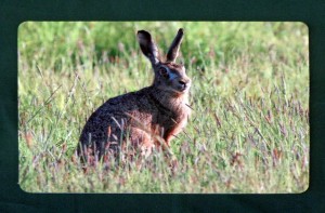 Tischset Untersetzer Wildmotiv "Hase"