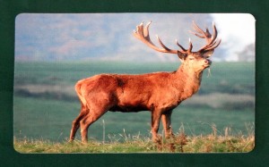 Tischset Untersetzer Wildmotiv "Hirsch"