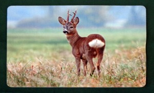 Tischset Untersetzer Wildmotiv "Rehbock"