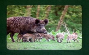 Tischset Untersetzer Wildmotiv "Wildsau"