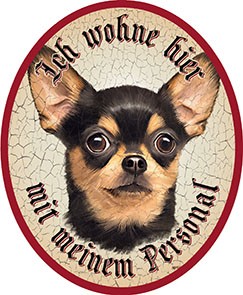 Chiuhuahua Hund 14 +