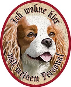 Cavalier Spaniel Hund +