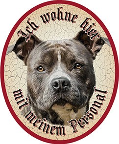 American Stafford Hund +