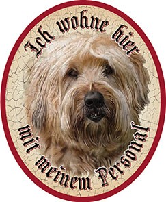 Hund 52 Wheaten Terrier +