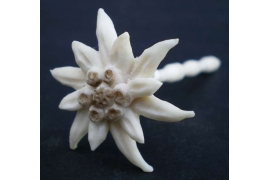 edelweiss made out of buckhorn