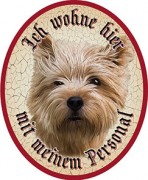 Hund 50 Norwich Terrier +