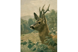 Rehkopf