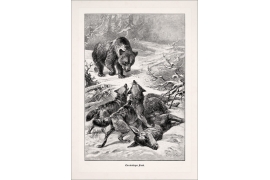 Strittiger Fund