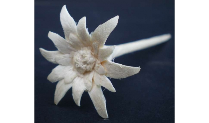 edelweiss made out of wood