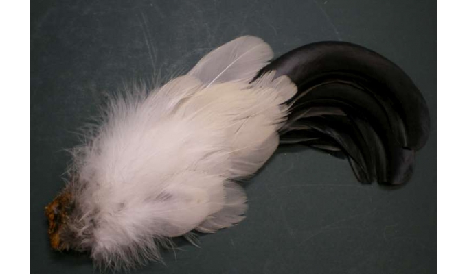 black cock feather