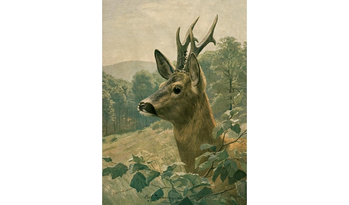 Rehkopf