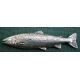 F32 atlantic salmon